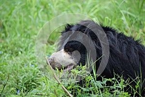 Indian bear is taking rest on grass field