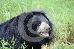 Indian bear is taking rest on grass field