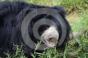 Indian bear is taking rest on grass field
