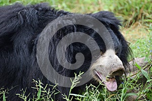 Indian bear is taking rest on grass field