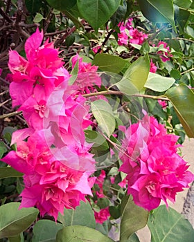 indian beautiful flowers in the garden