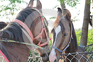 Indian beautiful horse  picture