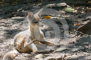 Indian or Bengal Fox