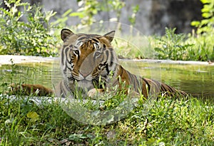 Indian Bengal tiger