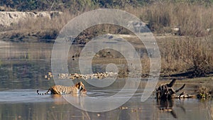 Indian Bengal tiger in NÃÂ©pal photo