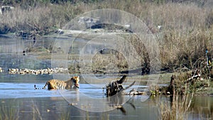 Indian bengal tiger in NÃ©pal