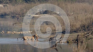 Indian Bengal tiger in NÃ©pal, Bardia national park