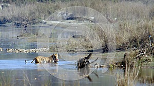 Indian Bengal tiger in NÃ©pal, Bardia national park