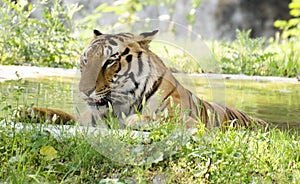 Indian Bengal Tiger Portrait