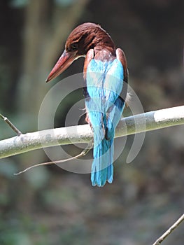 Indian bengali bird machranga local name the king fisher bird seting on a dry daal