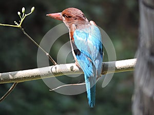 Indian bengali bird machranga local name the king fisher bird seting on a dry daal