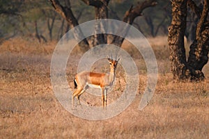 Indian bennetti gazelle or chinkara in Rathnambore National Park, Rajasthan, India