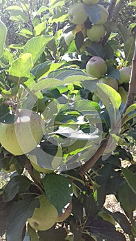 Indian best Apple ROYAL category photo