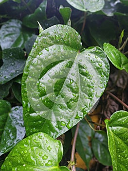 Indian Betel leaves