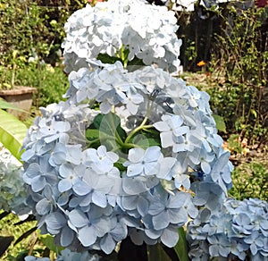 Indian Big Beautiful White Hydrangeas Summer flower Plants photo