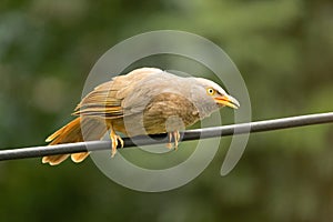 Indian bird babbler