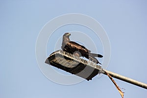 Indian spotted eagle: on lamp post.