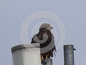 Indian Bird Eagle sitting on a telephone high tower with blue sky background