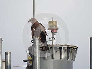 Indian Bird Eagle sitting on a telephone high tower with blue sky background