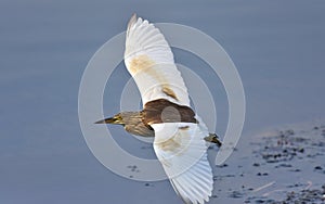 Indian bird green heron in flight