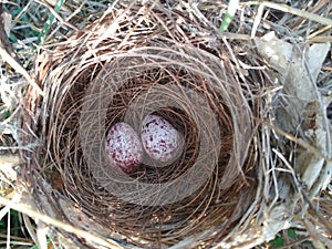 Indian bird  Nest in an eggs near eriya
