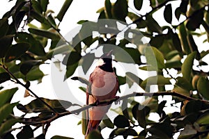 Indian bird relaxing on tree