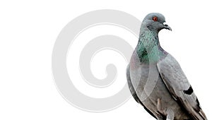 Indian bird relaxing on tree