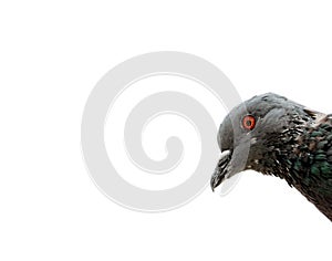 Indian bird relaxing on tree