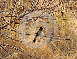 Indian birds. Red-vented Bulbul Pycnonotus cafer