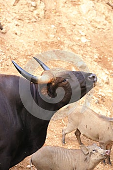 Indian bison