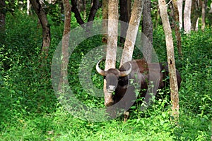 Indian bison or gaur