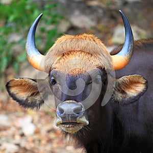 Indian bison or gaur