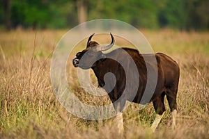 Indian Bison or Gaur, Kanha National Park, India