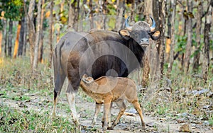 Indian Bison or Gaur Milking her Calf photo