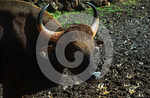 Indian Bison - Gaur