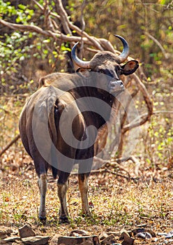 Indian Bison or Gaur walking through the forest in Tadoba National Park