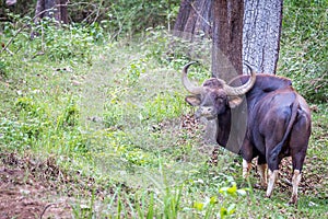 Indian Bison grazing in forest