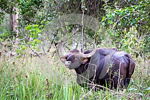 Indian Bison grazing in natural habitat