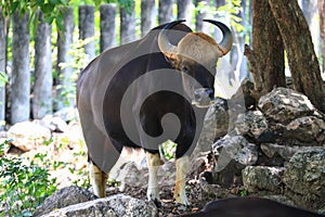 Indian bison in kao kheow open zoo Chonburi, Thailand