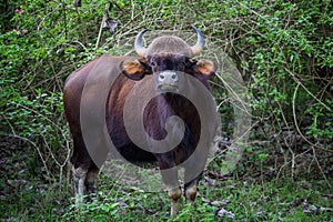 Indian Bison portrait calf