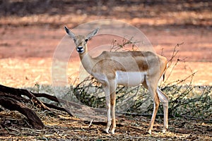 Indian Black Buck Antelope