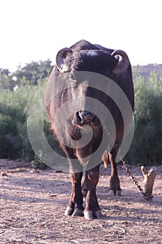 Indian black buffalo in farm with iron chain