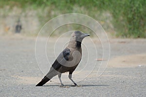 Indian black crow