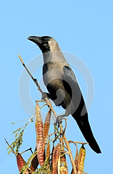Indian black crow