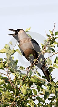 Indian black crow