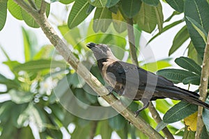 Indian black crow perching on tree