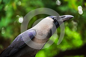 Indian black crow