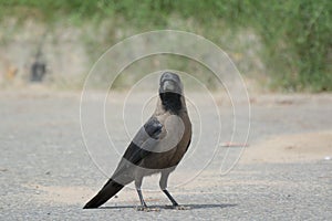 Indian black crow waiting