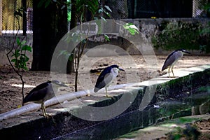 Indian Black-crowned Night-heron