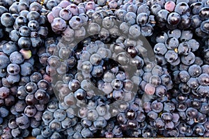 Indian black grapes